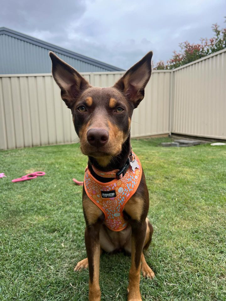 Orange Bloom Collar