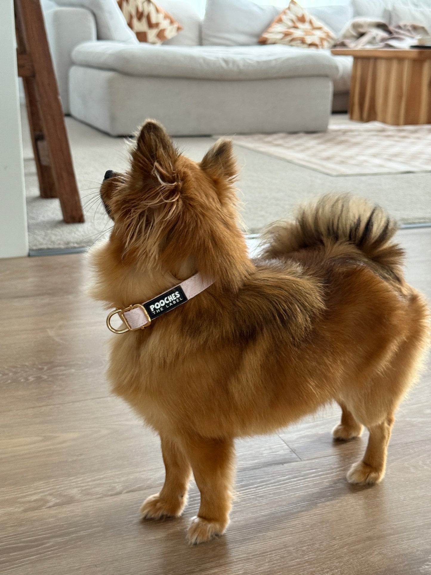 True Love Collar