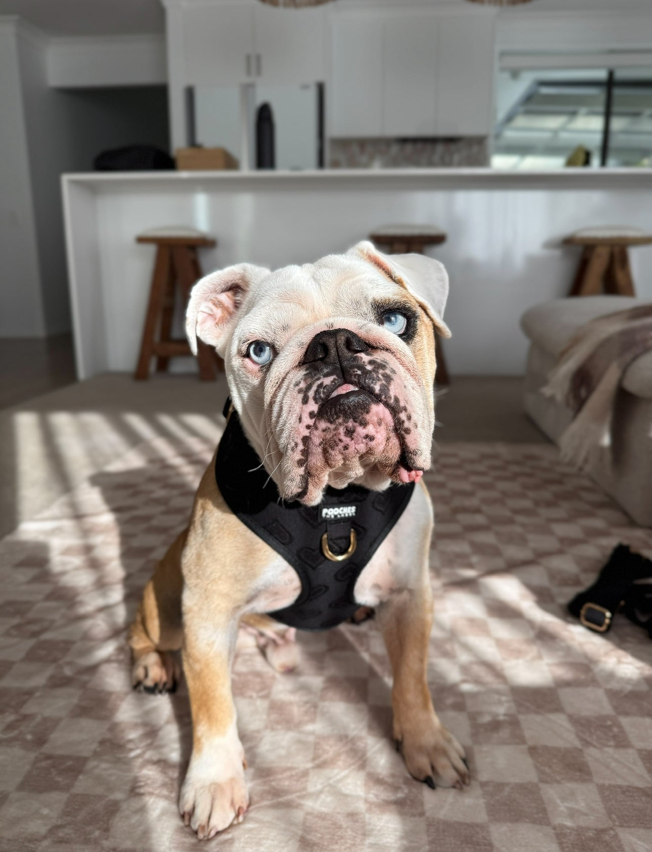 Soul Mate Harness