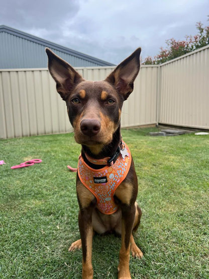 Orange Bloom Collar