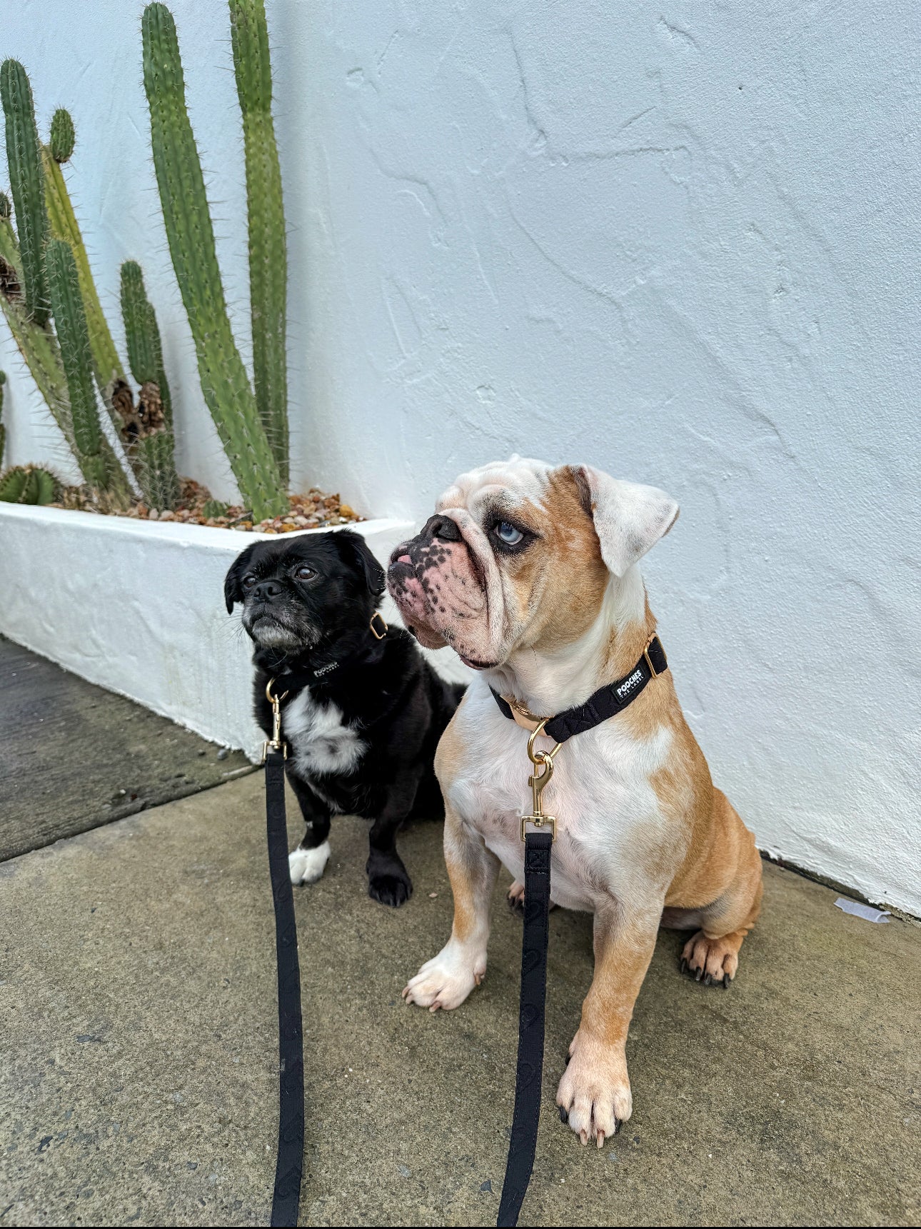 Soul Mate Leash